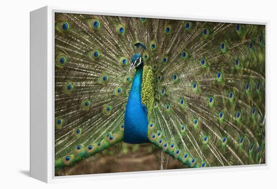 Male Indian Peacock in Costa Rica-null-Framed Premier Image Canvas