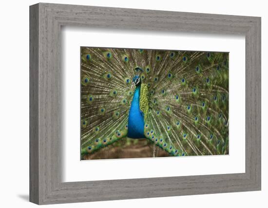 Male Indian Peacock in Costa Rica-null-Framed Photographic Print