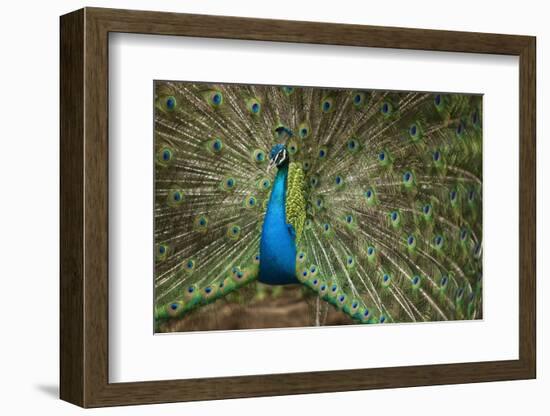 Male Indian Peacock in Costa Rica-null-Framed Photographic Print