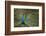 Male Indian Peacock in Costa Rica-null-Framed Photographic Print