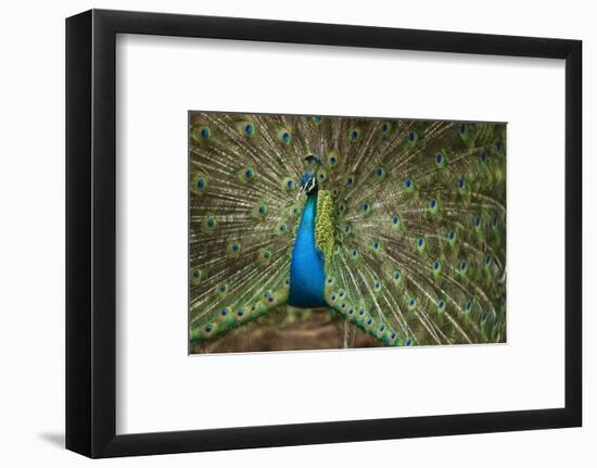 Male Indian Peacock in Costa Rica-null-Framed Photographic Print