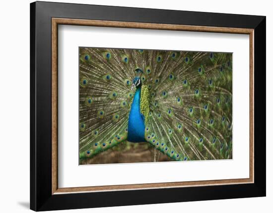 Male Indian Peacock in Costa Rica-null-Framed Photographic Print