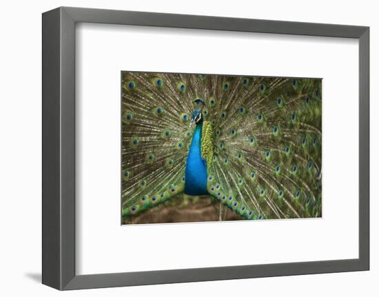 Male Indian Peacock in Costa Rica-null-Framed Photographic Print