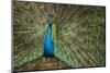 Male Indian Peacock in Costa Rica-null-Mounted Photographic Print