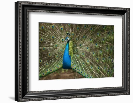 Male Indian Peacock in Costa Rica-null-Framed Photographic Print