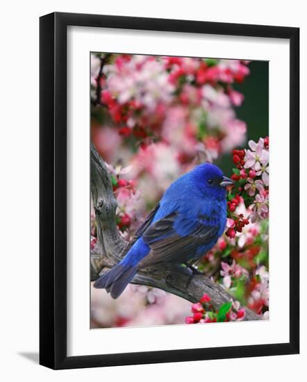 Male Indigo Bunting Among Crabapple Blossoms-Adam Jones-Framed Photographic Print