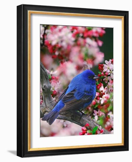 Male Indigo Bunting Among Crabapple Blossoms-Adam Jones-Framed Photographic Print