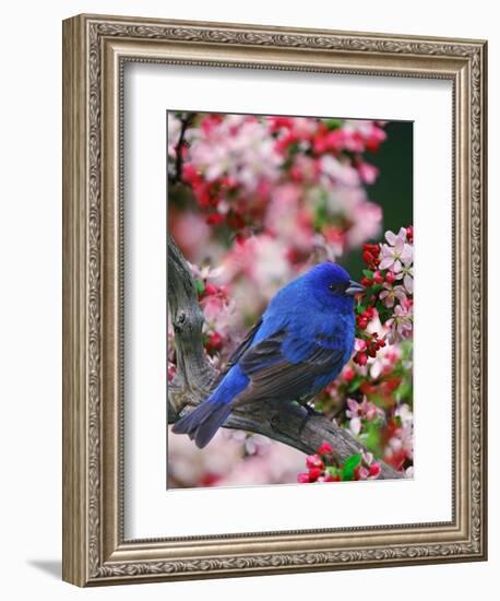 Male Indigo Bunting Among Crabapple Blossoms-Adam Jones-Framed Photographic Print