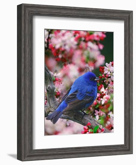 Male Indigo Bunting Among Crabapple Blossoms-Adam Jones-Framed Photographic Print