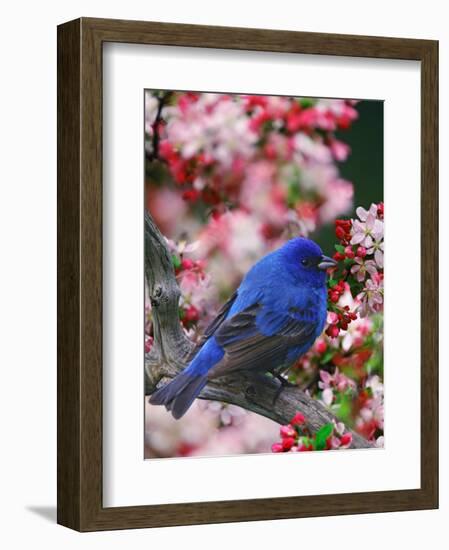 Male Indigo Bunting Among Crabapple Blossoms-Adam Jones-Framed Photographic Print