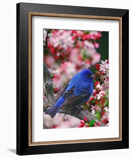 Male Indigo Bunting Among Crabapple Blossoms-Adam Jones-Framed Photographic Print