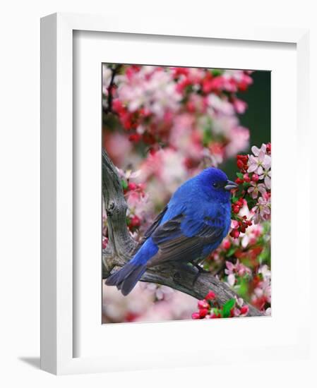 Male Indigo Bunting Among Crabapple Blossoms-Adam Jones-Framed Photographic Print