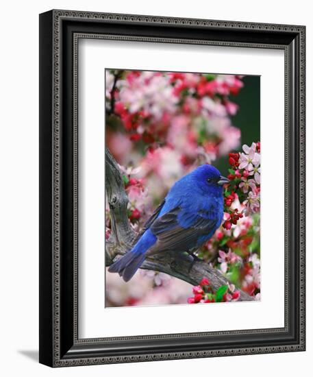 Male Indigo Bunting Among Crabapple Blossoms-Adam Jones-Framed Photographic Print