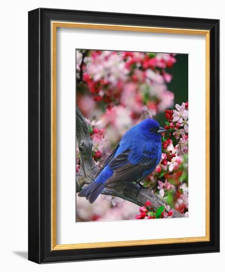 Male Indigo Bunting Among Crabapple Blossoms-Adam Jones-Framed Photographic Print