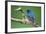 Male Indigo Bunting, Close-Up-Adam Jones-Framed Photographic Print