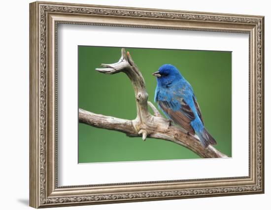 Male Indigo Bunting, Close-Up-Adam Jones-Framed Photographic Print