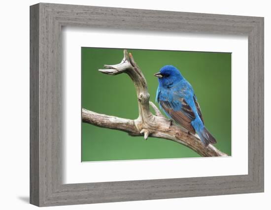 Male Indigo Bunting, Close-Up-Adam Jones-Framed Photographic Print