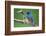 Male Indigo Bunting, Close-Up-Adam Jones-Framed Photographic Print