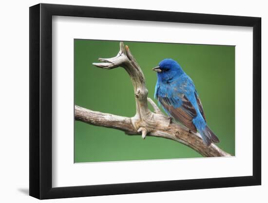 Male Indigo Bunting, Close-Up-Adam Jones-Framed Photographic Print