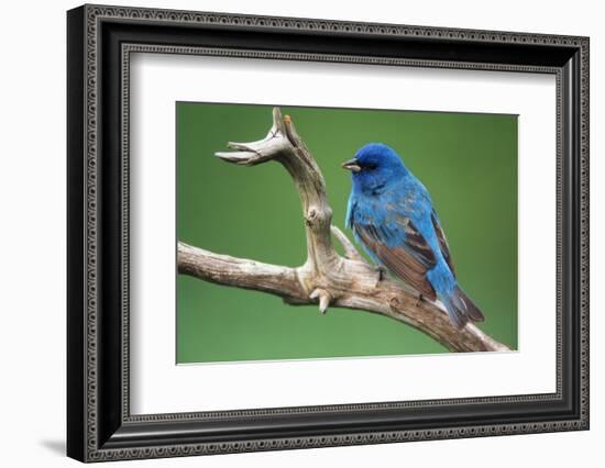 Male Indigo Bunting, Close-Up-Adam Jones-Framed Photographic Print