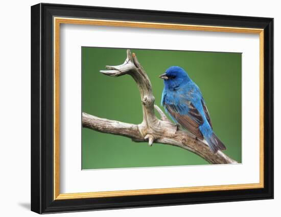 Male Indigo Bunting, Close-Up-Adam Jones-Framed Photographic Print