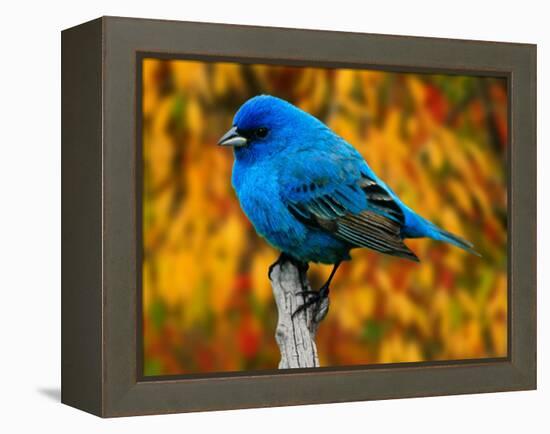 Male Indigo Bunting-Adam Jones-Framed Premier Image Canvas