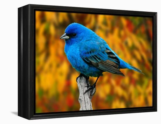 Male Indigo Bunting-Adam Jones-Framed Premier Image Canvas