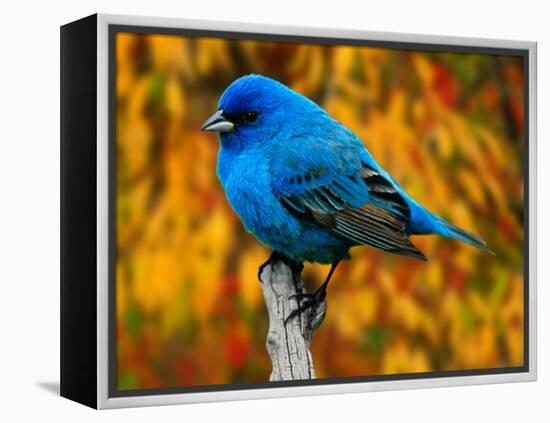 Male Indigo Bunting-Adam Jones-Framed Premier Image Canvas