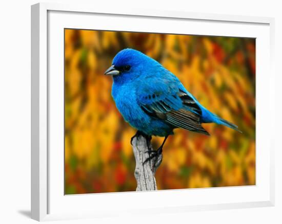 Male Indigo Bunting-Adam Jones-Framed Photographic Print