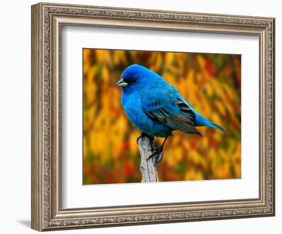 Male Indigo Bunting-Adam Jones-Framed Photographic Print