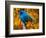 Male Indigo Bunting-Adam Jones-Framed Photographic Print