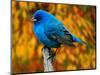 Male Indigo Bunting-Adam Jones-Mounted Photographic Print