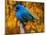 Male Indigo Bunting-Adam Jones-Mounted Photographic Print