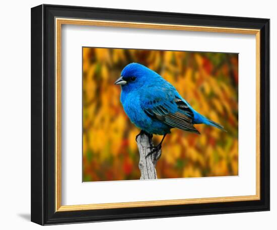 Male Indigo Bunting-Adam Jones-Framed Photographic Print