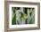 Male Jackson's chameleon moving between leaves, Hawaii-David Fleetham-Framed Photographic Print