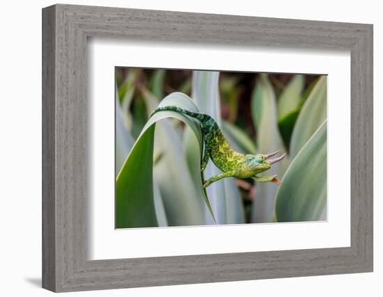 Male Jackson's chameleon moving between leaves, Hawaii-David Fleetham-Framed Photographic Print