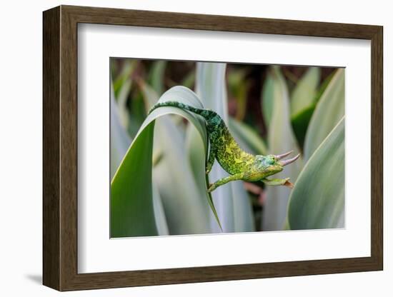 Male Jackson's chameleon moving between leaves, Hawaii-David Fleetham-Framed Photographic Print