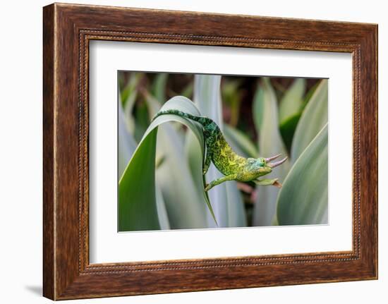 Male Jackson's chameleon moving between leaves, Hawaii-David Fleetham-Framed Photographic Print