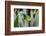 Male Jackson's chameleon moving between leaves, Hawaii-David Fleetham-Framed Photographic Print