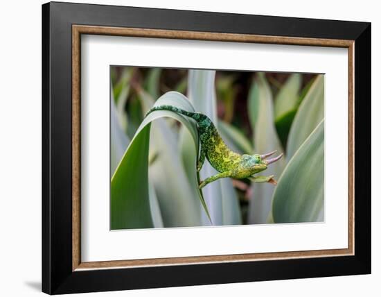 Male Jackson's chameleon moving between leaves, Hawaii-David Fleetham-Framed Photographic Print