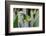 Male Jackson's chameleon moving between leaves, Hawaii-David Fleetham-Framed Photographic Print