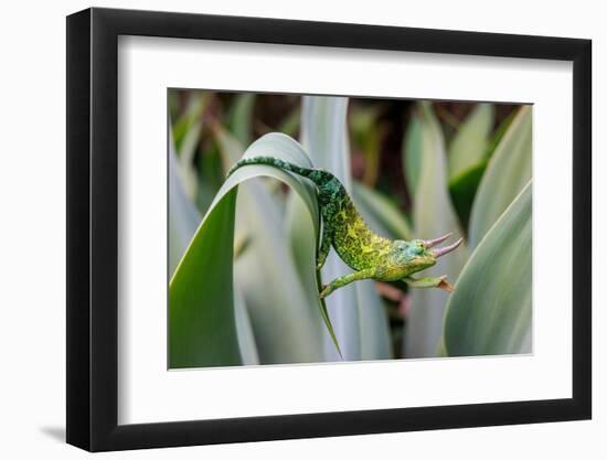 Male Jackson's chameleon moving between leaves, Hawaii-David Fleetham-Framed Photographic Print