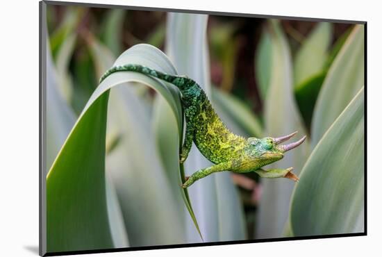 Male Jackson's chameleon moving between leaves, Hawaii-David Fleetham-Mounted Photographic Print