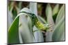 Male Jackson's chameleon moving between leaves, Hawaii-David Fleetham-Mounted Photographic Print