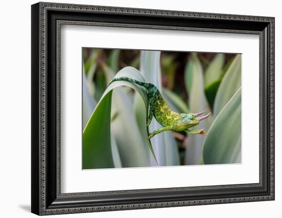 Male Jackson's chameleon moving between leaves, Hawaii-David Fleetham-Framed Photographic Print