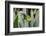 Male Jackson's chameleon moving between leaves, Hawaii-David Fleetham-Framed Photographic Print