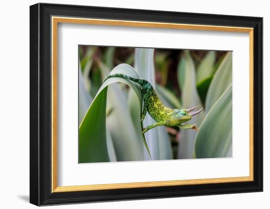 Male Jackson's chameleon moving between leaves, Hawaii-David Fleetham-Framed Photographic Print