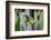 Male Jackson's chameleon moving between leaves, Hawaii-David Fleetham-Framed Photographic Print