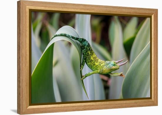 Male Jackson's chameleon moving between leaves, Hawaii-David Fleetham-Framed Premier Image Canvas