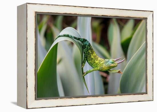 Male Jackson's chameleon moving between leaves, Hawaii-David Fleetham-Framed Premier Image Canvas